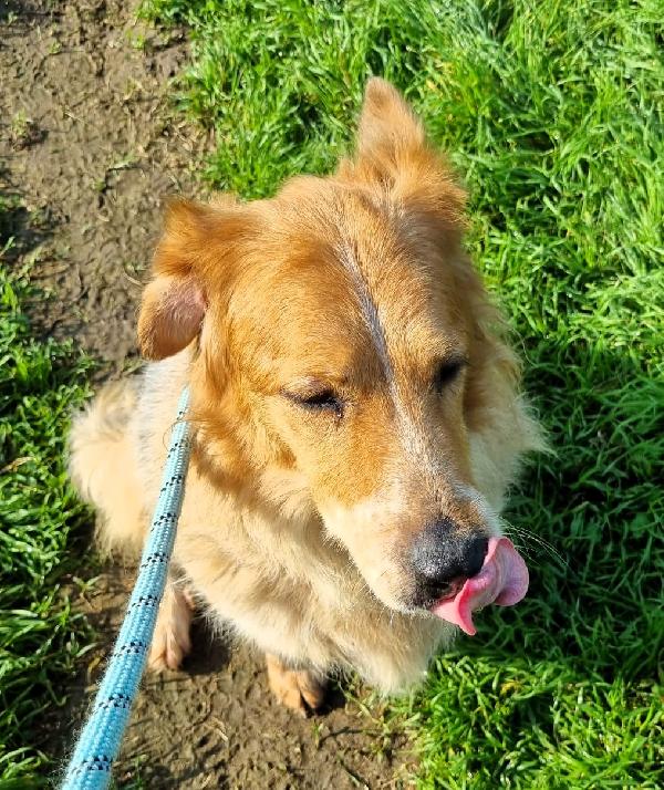 LANA BELLISSIMA PASTORE TEDESCO Foto 2